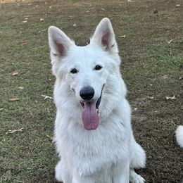 Berger Blanc Suisses from Supernova Swiss Shepherds