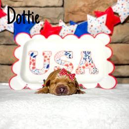 Dottie - Apricot female Australian Labradoodle puppy in Leicester, North Carolina from Paws For All Labradoodles