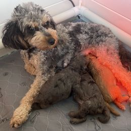 Aussiedoodle and Goldendoodle Puppies from Kay Kay’s Poodles & Doodles