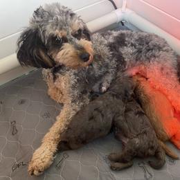 Aussiedoodle and Goldendoodle Puppies from Kay Kay’s Poodles & Doodles