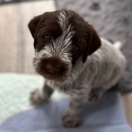 Annie Oakley - Brown and gray female Wirehaired Pointing Griffon puppy in Custer, South Dakota from Twenty-Mile Griffons