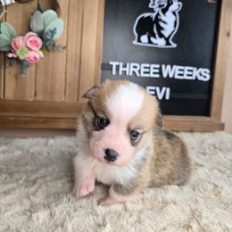 Levi - Red male Pembroke Welsh Corgi puppy in Lake Elsinore, California from Rose Petal Corgis