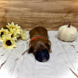 Rudy - Wheaten male Whoodle puppy in Merritt, Michigan from Genesis Family Farm