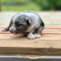 Marshall - Blue merle male Miniature Australian Shepherd puppy in Doddridge, Arkansas from Huddleston Farm