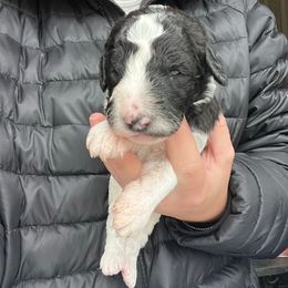 Comet - Parti male Labradoodle puppy in Monticello, Georgia from Daylin’s Doodles & Labradors