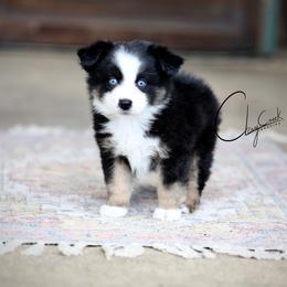 Frank's RedHot - Black tri male Miniature Australian Shepherd puppy in Prague, Oklahoma from Clay Creek Aussies