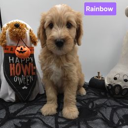 Purple - Red  female Goldendoodle puppy in Summerville, South Carolina from Channys Doodles