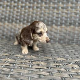 Biscotti - Dapple female Dachshund puppy in Stilwell, Oklahoma from Mountain Top Dachshunds