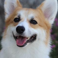 German Shepherds and Pembroke Welsh Corgis from Vom Musselman German Shepherds and Forte Pembroke Welsh Corgis