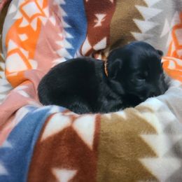Orange Collar - Black female German Shepherd puppy in Cadet, Missouri from Working Valley Shepherds