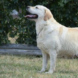 Labrador Retrievers from Remington Labradors