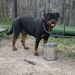 Hot Pink Girl (Xena) - Rottweiler puppy in Chesapeake, Virginia from Von Haus Wilkerson Rottweilers