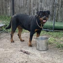 Hot Pink Girl (Xena) - Rottweiler puppy in Chesapeake, Virginia from Von Haus Wilkerson Rottweilers