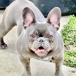 Violet - French Bulldog