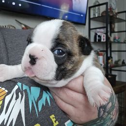 Bubbles - Brindle and white female Boston Terrier puppy in Orange, Texas from Emerald Moon Bostons
