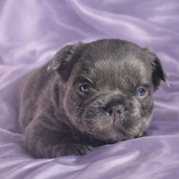 Star - Tricolors female French Bulldog puppy in Maplewood, New Jersey from Poos&Bulls Keepsake