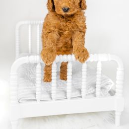 Australian Labradoodle Puppies from Sunny Day Doodles