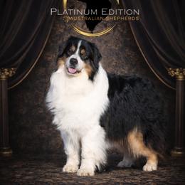 Sebastian - Australian Shepherd