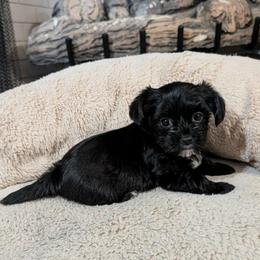 KB Girl 1 - Bailey - Black and tan female Yorkshire Terrier puppy in Owenton, Kentucky from Robertson's Dream Ranch Aussies & Yorkies