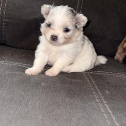 Rex - Blue merle male Pomeranian puppy in Okmulgee, Oklahoma from 918 Pomeranians
