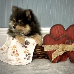 Finnick - Blue and tan male Pomeranian puppy in Foley, Alabama from Southern Gem's Pomeranian