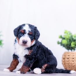 Hickory - Tri-color male Bernedoodle puppy in Arthur, Illinois from Central Illinois Bernedoodles
