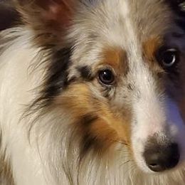 Shetland Sheepdogs from RhoMar Farms