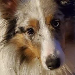 Shetland Sheepdogs from RhoMar Farms