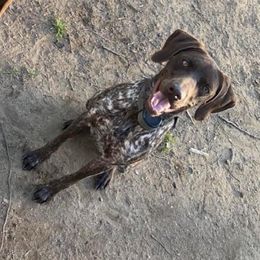 Maggie - German Shorthaired Pointer
