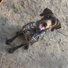 Maggie - German Shorthaired Pointer