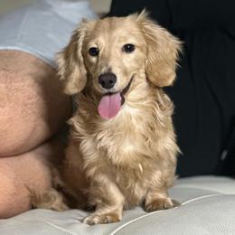 Nilla - Dachshund