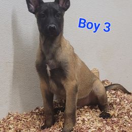 Boy 3 - Mahogany male Belgian Malinois puppy in Corpus Christi, Texas from Heavenly Firefly Belgian Malinois
