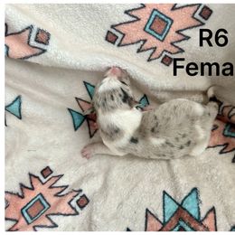 R6 - Blue merle female Border Collie puppy in Milton, Pennsylvania from C&C Border Collies