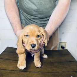 Elmo - Mahogany and white male Basset Hound puppy in Tollesboro, Kentucky from Low and Slow Bassets