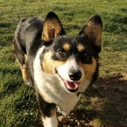 Pembroke Welsh Corgis from Quartz Hill Corgis