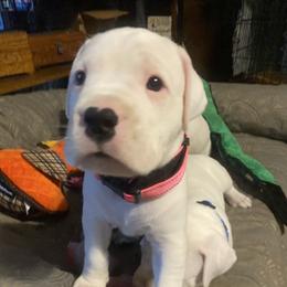 Female 1 - White female Dogo Argentino puppy in Winter Haven, Florida from Wayward’s Dogos and Spellbound Greyhounds