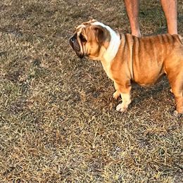 BB - Bulldog