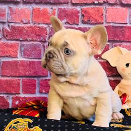 Ronald - Blue male French Bulldog puppy in Spokane, Washington from 47 North Frenchies, LLC