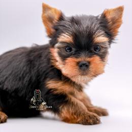 Yorkshire Terrier Puppies from Essence of Grace Yorkies