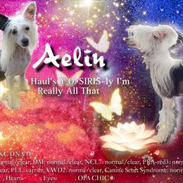 Aelin - Chinese Crested