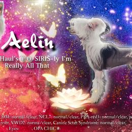 Aelin - Chinese Crested