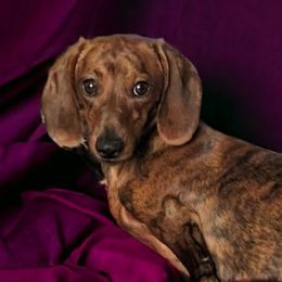 Hank - Dachshund