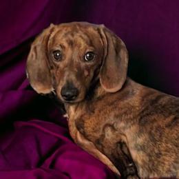 Hank - Dachshund