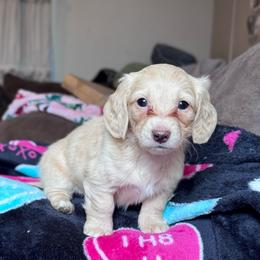 Ella - Cream female Dachshund puppy in Hornbeck, Louisiana from A&Z Mini Dachshunds
