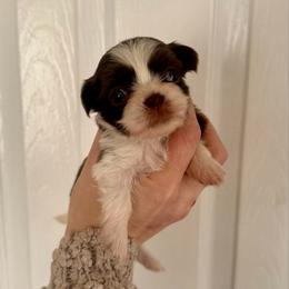 Juliet - Liver and white female Shih Tzu puppy in Stroud, Oklahoma from Laik’s Little Shihtz & Poms