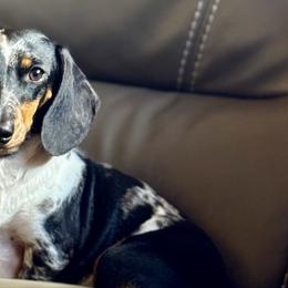 Perle - Dachshund