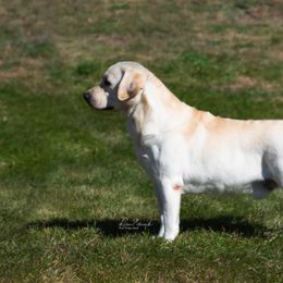 Labrador Retrievers from Sandia Labradors