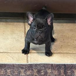 Green collar - Brindle female French Bulldog puppy in Livingston, Texas from Drake Home Frenchies