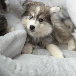 Hershey - Silver and white male Pomsky puppy in Lewiston, Minnesota from Family Pomsky