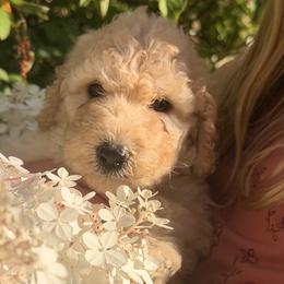 Aurora - Apricot female Poodle puppy in St. Johnsbury, Vermont from Poodles of the Northern Woods